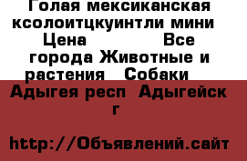 Голая мексиканская ксолоитцкуинтли мини › Цена ­ 20 000 - Все города Животные и растения » Собаки   . Адыгея респ.,Адыгейск г.